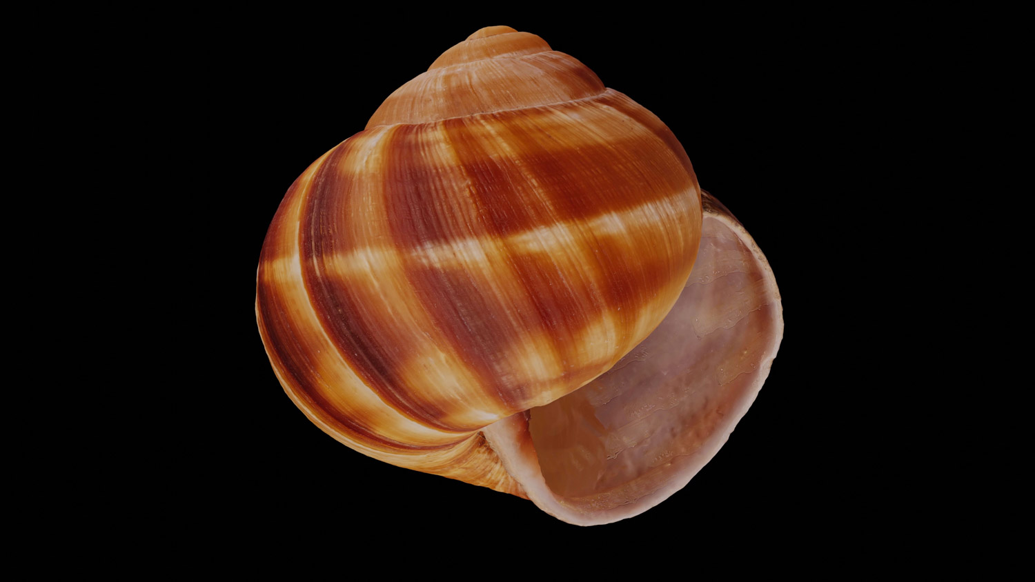 Helix lucorum 